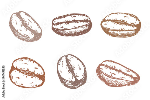 Set of hand drawn fresh roasted coffee bean Arabica robusta seed doodle Single element for design print packaging label decor