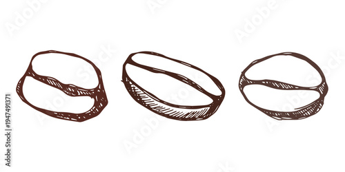 Set of hand drawn fresh roasted coffee bean Arabica robusta seed doodle Single element for design print packaging label decor