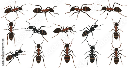 Realistic Ant Vector Illustration Set Showing Different Ant Species and Crawling Positions for Insect Collection Graphics, Biology Education, Pest Control Concepts, and Nature Studies.