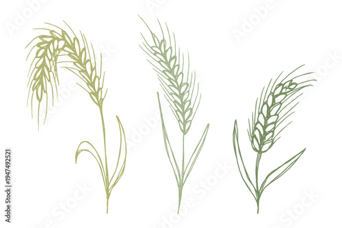 Set of hand drawn cereal wheat oat rye barley rice ears spikelet clipart Organic wheat bread agriculture farming harvest healthy food Single element for design print packaging label decor