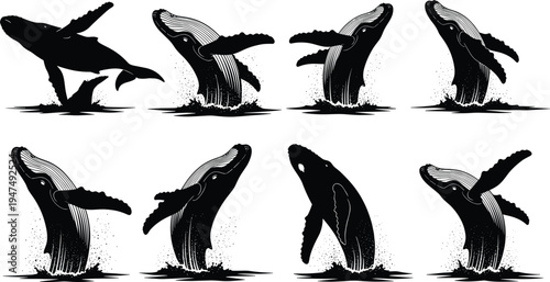 Humpback Whale Breaching Silhouette Set Featuring Jumping Whales Splashing Water Ocean Life And Marine Animals Isolated On White Background Vector