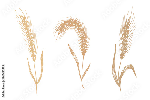Set of hand drawn cereal wheat oat rye barley rice ears spikelet clipart Organic wheat bread agriculture farming harvest healthy food Single element for design print packaging label decor