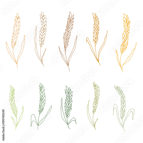 Set of hand drawn cereal wheat oat rye barley rice ears spikelet clipart Organic wheat bread agriculture farming harvest healthy food Single element for design print packaging label decor