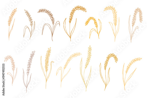 Set of hand drawn cereal wheat oat rye barley rice ears spikelet clipart Organic wheat bread agriculture farming harvest healthy food Single element for design print packaging label decor