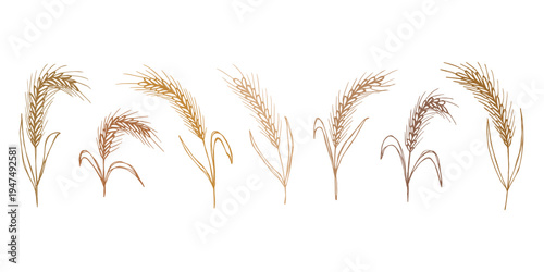 Set of hand drawn cereal wheat oat rye barley rice ears spikelet clipart Organic wheat bread agriculture farming harvest healthy food Single element for design print packaging label decor