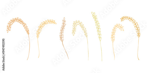 Set of hand drawn cereal wheat oat rye barley rice ears spikelet clipart Organic wheat bread agriculture farming harvest healthy food Single element for design print packaging label decor