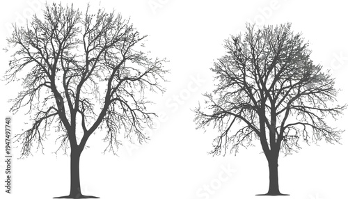 Set of 2 bare trees vector illustrations