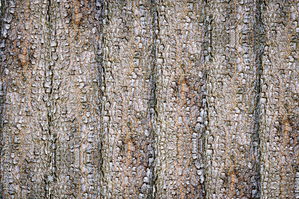 Obraz premium Tekstur kulit kayu pohon tua alami yang kasar dengan pola retakan vertikal dan detail serat kayu. Natural rough tree bark texture with vertical ridges, organic cracks, and detailed wooden surface.