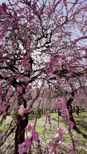 Blooming Japanese pink plum blossoms in a spring garden