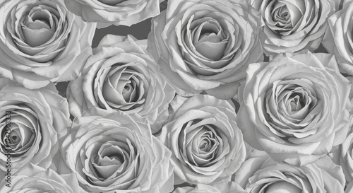 beautiful white roses in black and white photography floral pattern