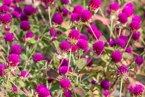 Field of vibrant globe amaranth flowers (Gomphrena globosa), in Samut Prakhan, southeast of Bangkok, Thailand. 
