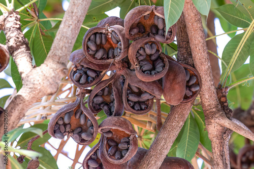 Vászonkép Fruit of the Java olive tree, also called the bastard poon tree; in Ayutthaya, Thailand