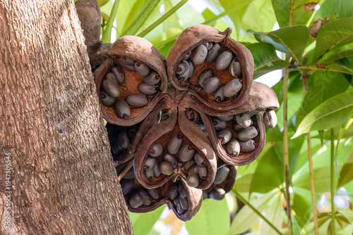 Tableau sur toile Fruit of the Java olive tree, also called the bastard poon tree; in Ayutthaya, Thailand