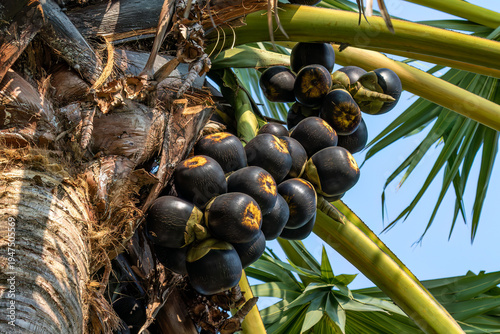 Schilderij op canvas Fruit of the Asian palmyra palm (Borassus flabellifer), commonly known as toddy palm, wine palm, or ice apple