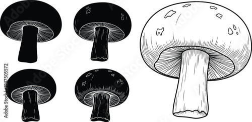 Collection of Hand Drawn Mushroom Silhouettes and Detailed Line Art Illustrations of Agaricus Bisporus Champignons Isolated on White Background for Organic Food Graphic Design