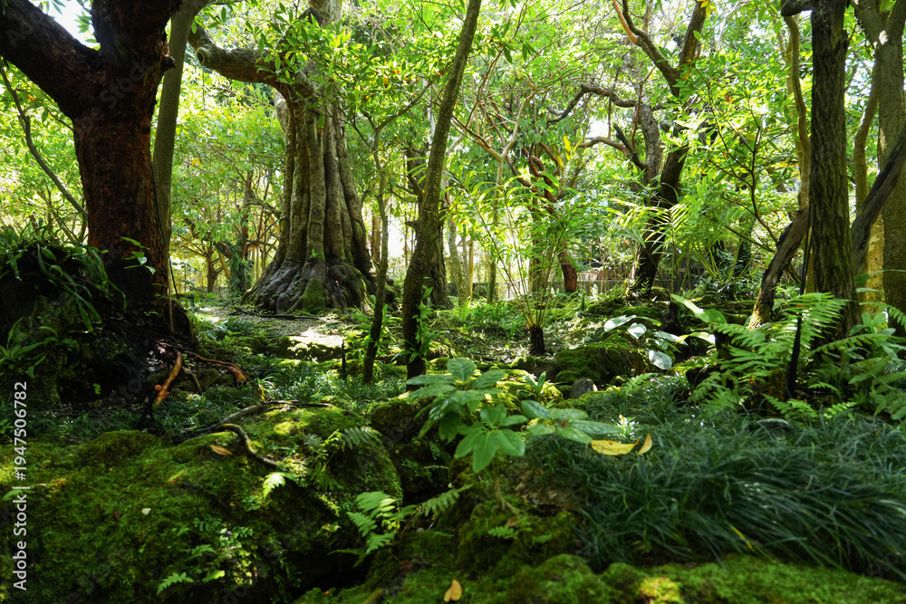 Fototapeta premium Beautiful spring moss and fern in the garden under big trees.