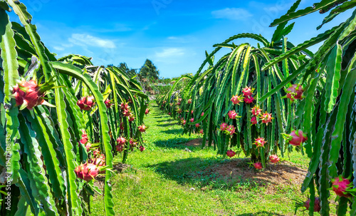 Wallpaper Mural Vibrant dragon fruit plantation with rows cactus plants bearing ripe red dragon fruits.  Torontodigital.ca