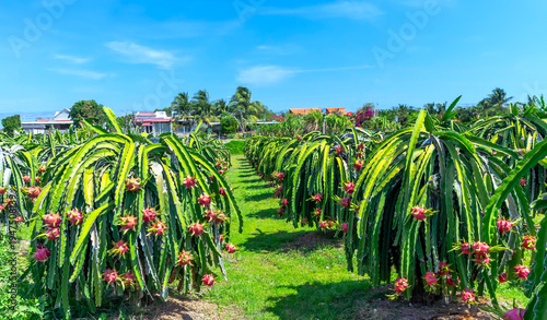 Wallpaper Mural Vibrant dragon fruit plantation with rows cactus plants bearing ripe red dragon fruits.  Torontodigital.ca