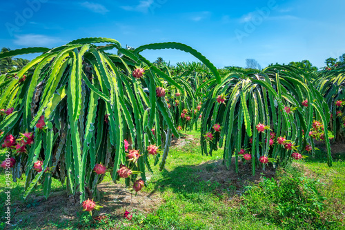 Wallpaper Mural Vibrant dragon fruit plantation with rows cactus plants bearing ripe red dragon fruits.  Torontodigital.ca