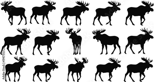 Black vector silhouette collection of bull moose in various walking and standing poses, majestic forest wildlife animal set isolated on white background (23 words)
