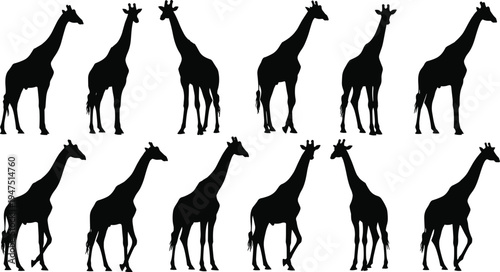 Giraffe silhouette vector illustration, African wildlife artwork collection, giraffe posture variations, savanna animal design, black and white artwork, nature themed educational art