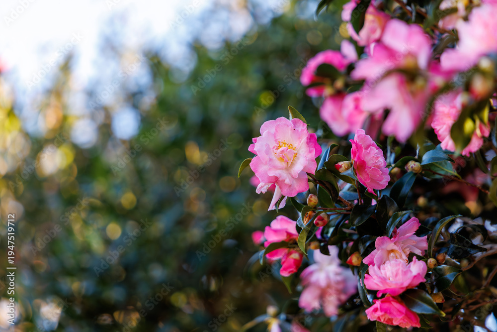 Fototapeta premium Beautiful Pink Camellia Flowers Blooming with Soft Sunny Bokeh Background