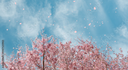 Bilde på lerret 青空の桜並木と舞う花びら　春の門出をイメージする背景素材