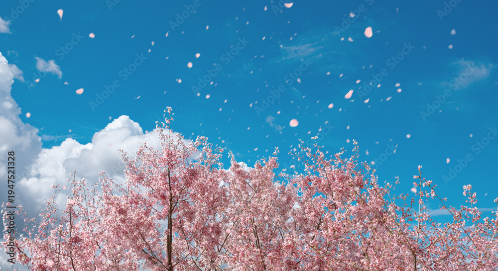 Photography Poster 桜の花びらが舞う青空と満開の桜 入学卒業シーズン