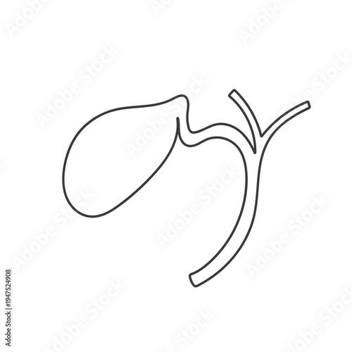Human gallbladder. A simple anatomical illustration, hand-drawn in a linear style.