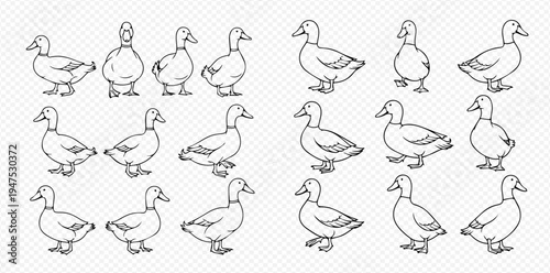 Set of cartoon ducks in various poses, hand-drawn vector illustration for children's books and designs.