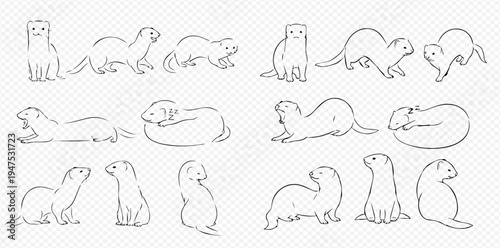 Set of hand-drawn ferret illustrations in various poses on a transparent background, depicting different actions and emotions of the animal.