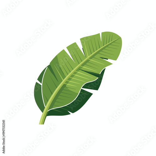 Large green banana leaf with textured veins, split edges, and subtle shading