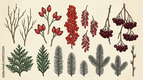 Vintage Hand Drawn Winter Botanical Elements Set with Red Berries, Spruce Pine Needles, Rose Hips and Thuja Leaves on Cream Background