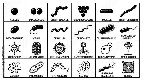 Microbiology Infographic Set of Bacteria, Virus, and Protozoa Shapes and Classification Icons