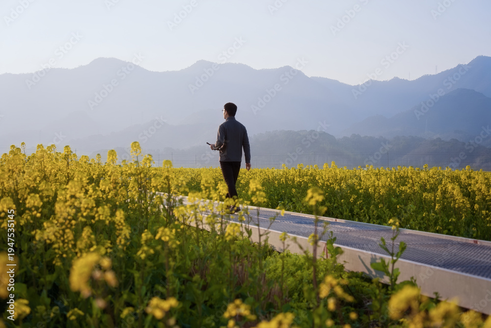 Fototapeta premium A man walking along a pathway through rapeseed flower fields with distant mountains in the background
