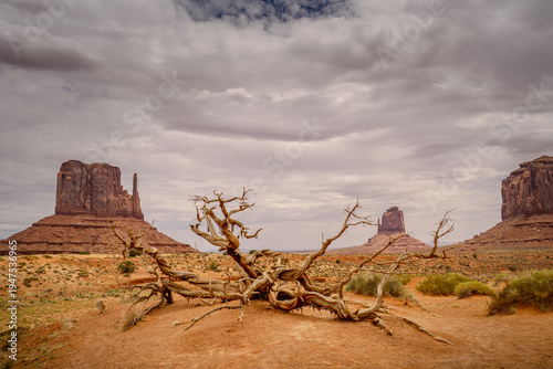 dead tree at monument valley