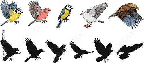Flying birds vector illustrations, colorful garden species and dark silhouettes, wild eagle, tit and finch icons for nature design