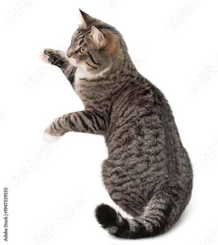 Gray cat playing standing on its hind legs on a white isolated background