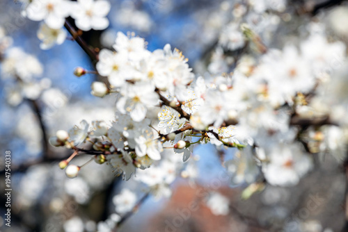 White Wild Plum Blossom Branch in Petrin Park Prague Spring