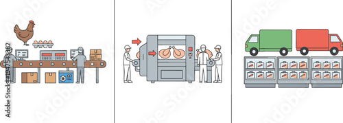 Vector illustration showing poultry production process from egg packaging to food processing and final retail supermarket distribution