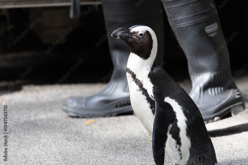 Fototapeta premium Cute and curious African Penguin