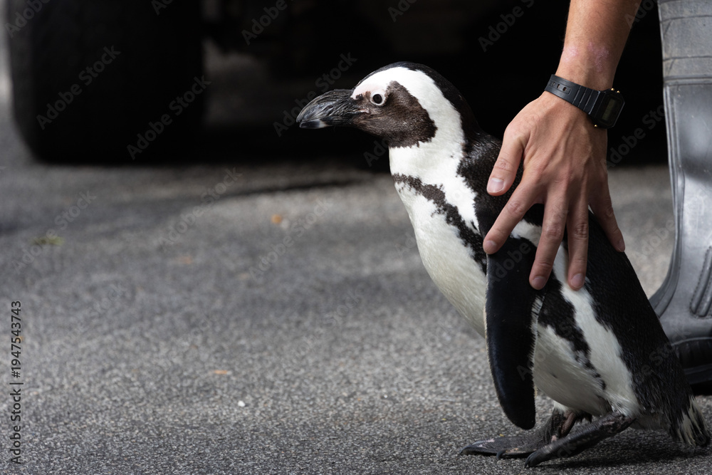 Fototapeta premium Cute and curious African Penguin 