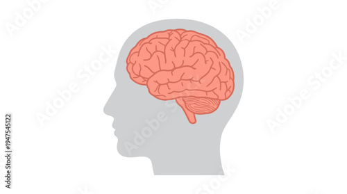Human Brain Inside Head Profile Silhouette Illustration - Concept of Mental Health, Neurology, Psychology, and Human Intelligence on White Background