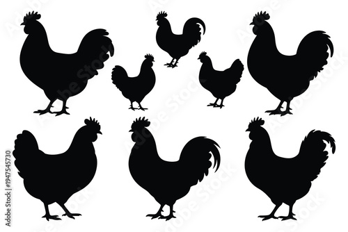Black silhouettes of chickens and roosters on white background