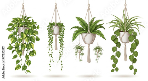 Collection of hanging houseplants in decorative pots, ideal for indoor gardening and home decor