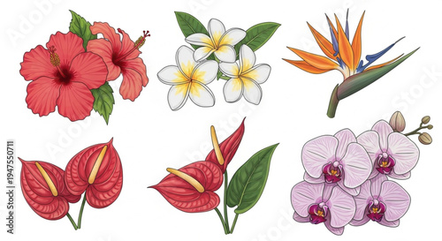 Lush Tropical Blooms Illustration Set Vibrant Hibiscus, Plumeria, Orchid, Anthurium, and Bird of Paradise Flowers