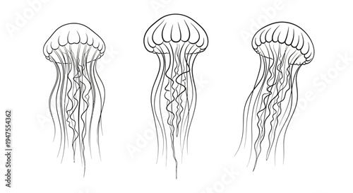 Graceful Jellyfish Collection on White