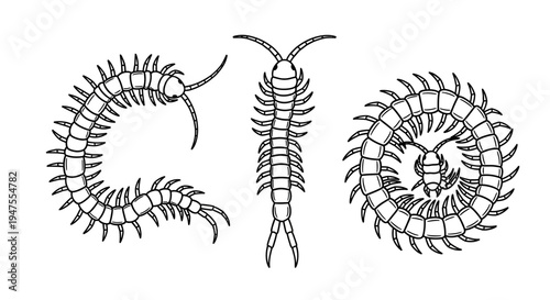 Centipede Set in Different Poses Black and White