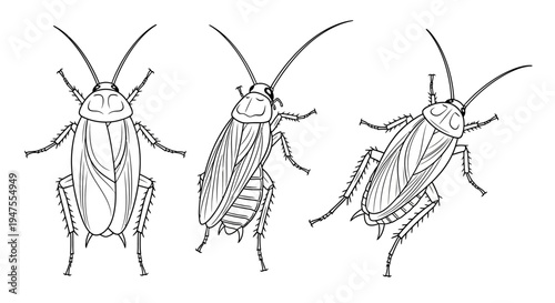 Detailed Black and White Vector Graphic of Cockroaches