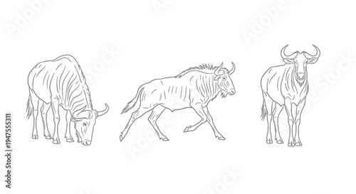 Line Art Drawing of Three Wildebeest in Different Poses